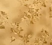 Продать Квартиры вторичка Елецкая улица, 33   