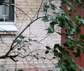 Продать Квартиры вторичка улица Беринга, 16   