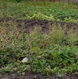 Продажа дома Восход садоводческий массив, 6-я линия, д. 52 Продажа дома Восход садоводческий массив, 6-я линия, д. 52