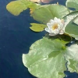 Продажа дома д. Шепелево, улица Озерная Продажа дома д. Шепелево, улица Озерная