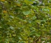 Продать Дачи, коттеджи, загородные дома Ваганово садовый массив, Ладожец СНТ  145 