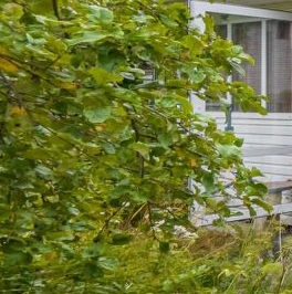 Продажа дома Ваганово садовый массив, Ладожец СНТ,  д. 145