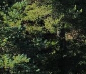 Продать Земельные участки, земля Ульяновка пгт, переулок Сергеевский, 14   