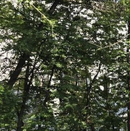 Продажа комнаты улица Свободы, 17