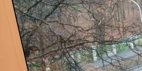 3-комн квартира Пушкин, Павловское шоссе, 23/2