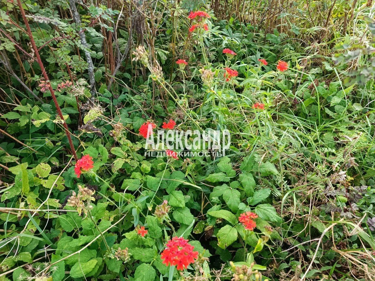 Продажа земли Сиверский СНТ, 10