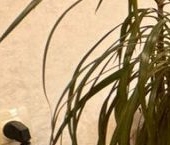 Сдать в аренду Квартиры вторичка проспект Славы, 23К1   