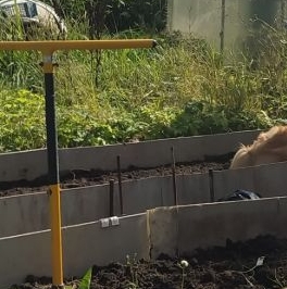 Продажа земли Учхоз садоводческий массив, Прометей-Учхоз СНТ Продажа земли Учхоз садоводческий массив, Прометей-Учхоз СНТ