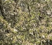 Продать Земельные участки, земля Красное Село, Лагерная улица, 12   