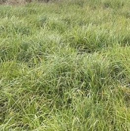 Продажа земли Кобралово кп, пос. Кобралово, 38