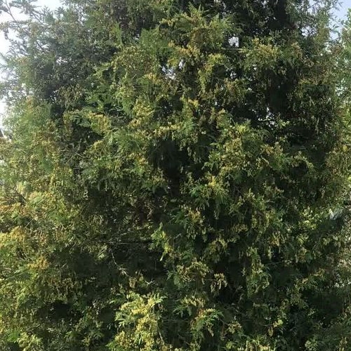 Коттедж/дом Строитель СНТ, улица 19-я, 11