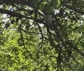 Продать Дачи, коттеджи, загородные дома Мшинская садоводческий массив, Ворошиловец СНТ  21 