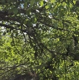 Продажа дома Мшинская садоводческий массив, Ворошиловец СНТ, д. 21 Продажа дома Мшинская садоводческий массив, Ворошиловец СНТ, д. 21