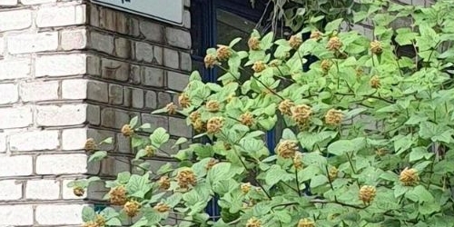 Комната Горелово тер., улица Заречная, 10