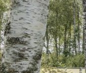 Продать Дачи, коттеджи, загородные дома Репино Парк кп  491 