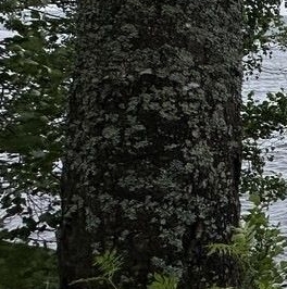 Продажа земли Сосновый пляж кп,  д. 95