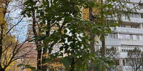 2-комн квартира проезд Стратонавтов, 16К1