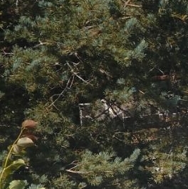 Продажа дома Лебяжье тер., проезд Фонтанный Продажа дома Лебяжье тер., проезд Фонтанный