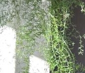 Продать Квартиры вторичка бульвар Маршала Рокоссовского, 6к1   