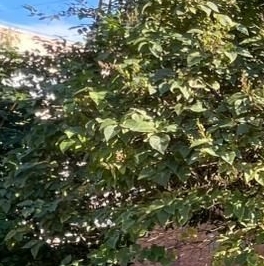 Продажа 1-комн квартиры на вторичном рынке Пушкин, улица Генерала Хазова, 6