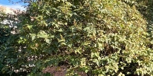 1-комн квартира Пушкин, улица Генерала Хазова, 6