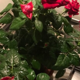 Продажа 1-комн квартиры на вторичном рынке Художников пр-кт,  д. 9 к1