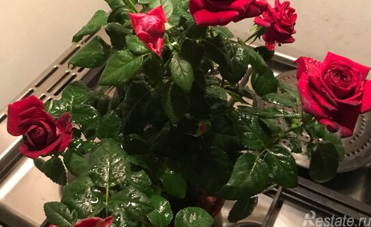 Продажа 1-комн квартиры на вторичном рынке Художников пр-кт,  д. 9 к1