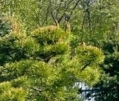 Продать Дачи, коттеджи, загородные дома Пирит-1 СНТ, 188   