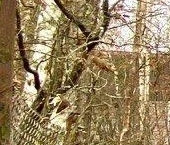 Продать Земельные участки, земля пос. Лейпясуо, Астра СНТ, 380   