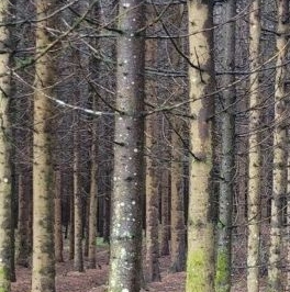 Продажа дома Удачное ДНП, 1