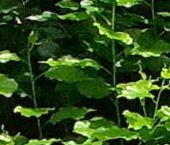 Продать Квартиры вторичка Новинский бульвар, 10С1   