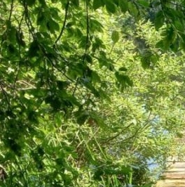 Продажа земли д. Сиголово, проезд Архитектурный Продажа земли д. Сиголово, проезд Архитектурный