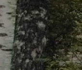 Продать Дачи, коттеджи, загородные дома д. Решетниково, Полярник-2 СНТ, проезд 12-й Полярный   