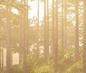 Продать Земельные участки, земля Высокий Стиль кп, д. Васкелово   