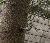 Продать Дачи, коттеджи, загородные дома Новожилово массив, Патриот СНТ   