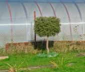 Продать Дачи, коттеджи, загородные дома Новая Ропша садоводческий массив, Котлин КМОЛЗ СНТ, 17-я линия  154 