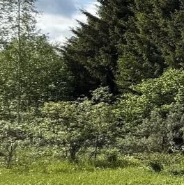 Продажа дома Пупышево садоводческий массив, Сигнал-1 СНТ, 10-я линия, 170