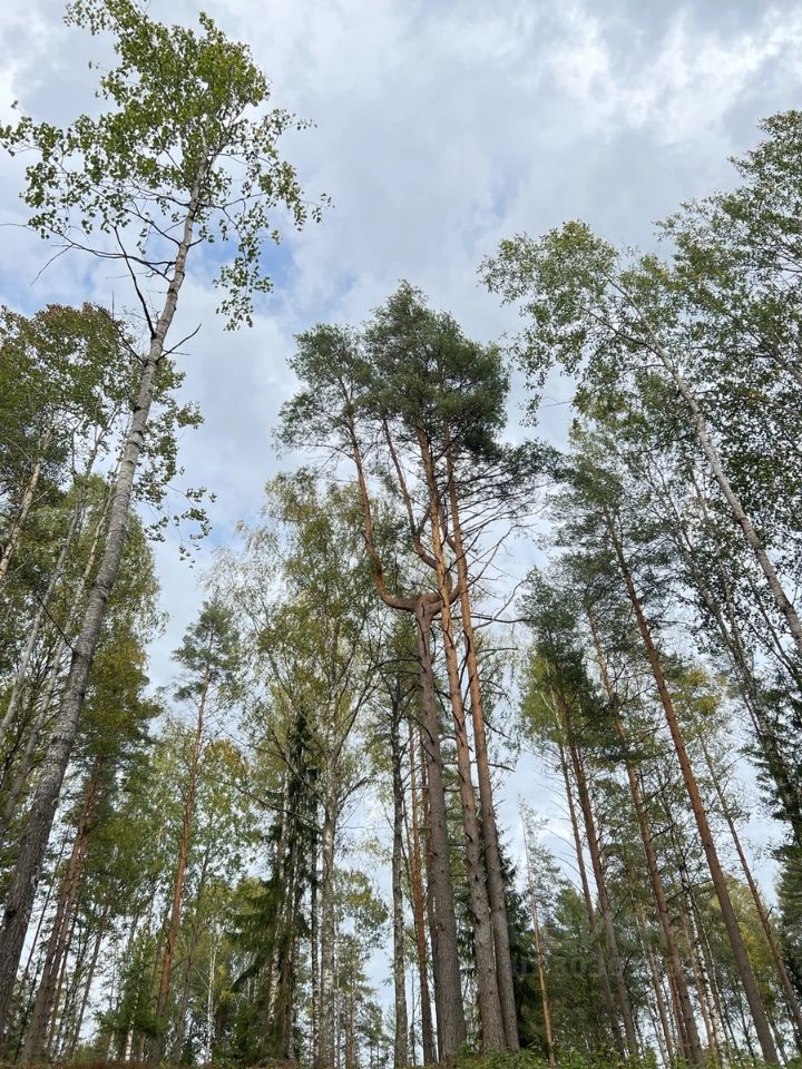 Продажа земли Лесное озеро кп,  д. 2