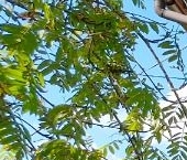 Продать Дачи, коттеджи, загородные дома Дивенка кп, Дивенская садоводческий массив  274 