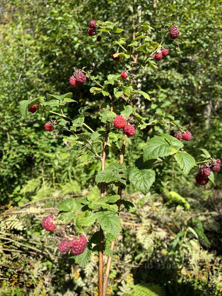 Продажа дома Пульман СНТ, 4-я линия