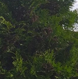 Продажа дома д. Порошкино, Березка СНТ, 25А Продажа дома д. Порошкино, Березка СНТ, 25А