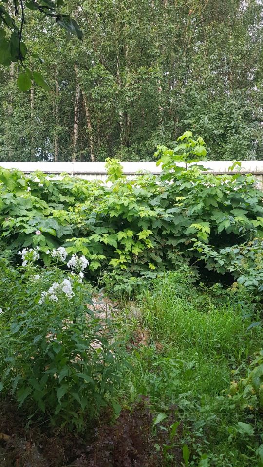 Продажа земли Лахта тер., улица Приморская, 17