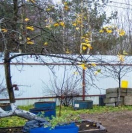 Продажа дома Ваганово садовый массив, Бирюса СНТ, 25