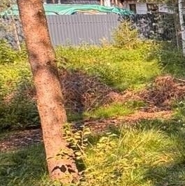 Продажа земли Охтинский парк кп, д. Энколово, улица Левашова Продажа земли Охтинский парк кп, д. Энколово, улица Левашова