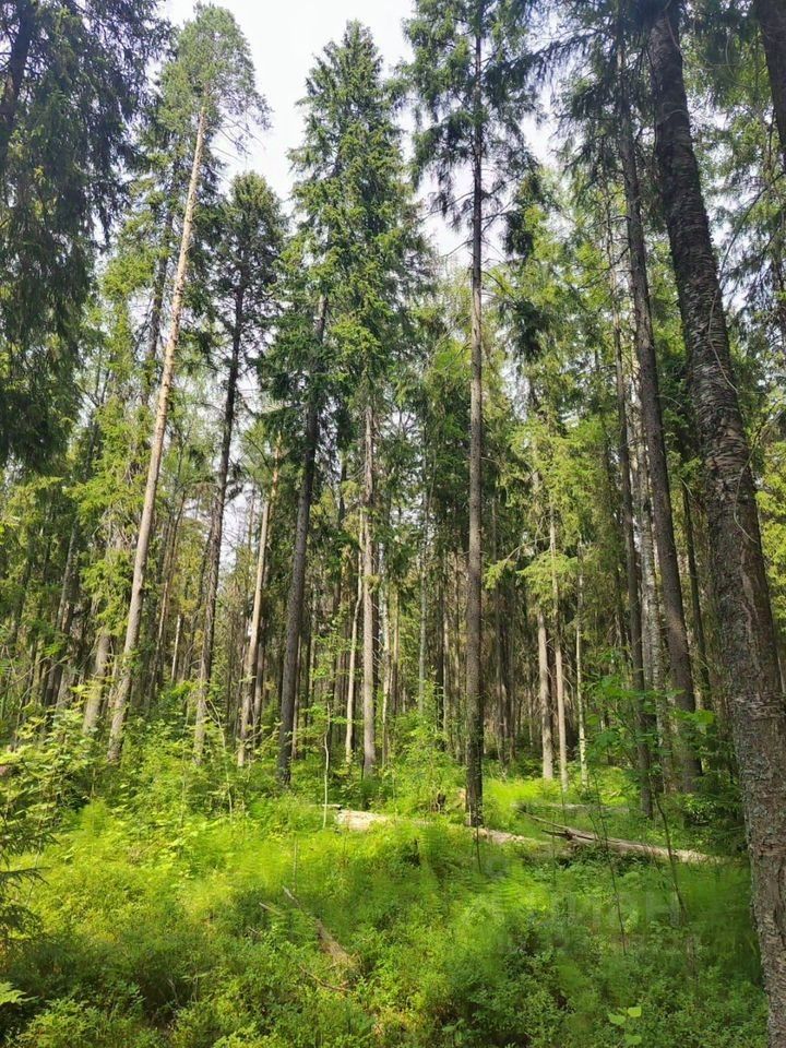Продажа земли Ленфильм СНТ, 156Н