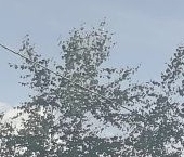 Продать Квартиры вторичка проспект Маршака, 28к1   