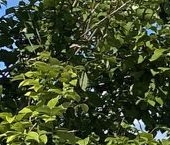 Продать Дачи, коттеджи, загородные дома Лазурное СНТ, 14/7   