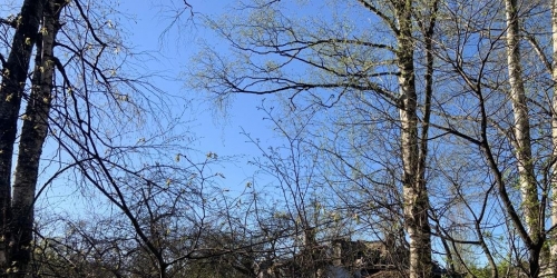 Земельный участок Лисий Нос пос., Большой просп.,  д. 18