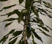 Продать Квартиры вторичка Красногорск, улица Авангардная, 5   