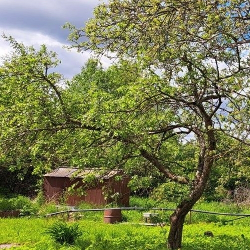 Коттедж/дом Орешек-1 СНТ, 7-я линия